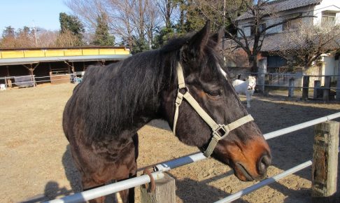 サラブレッド、春風号