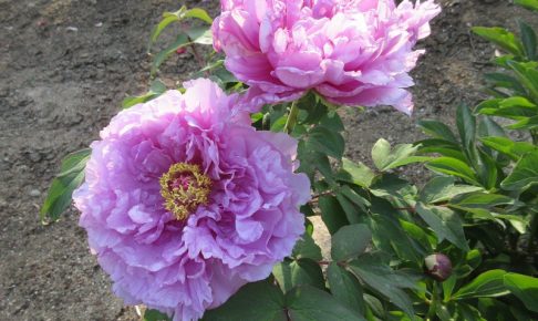 東松山ぼたん園の様子10