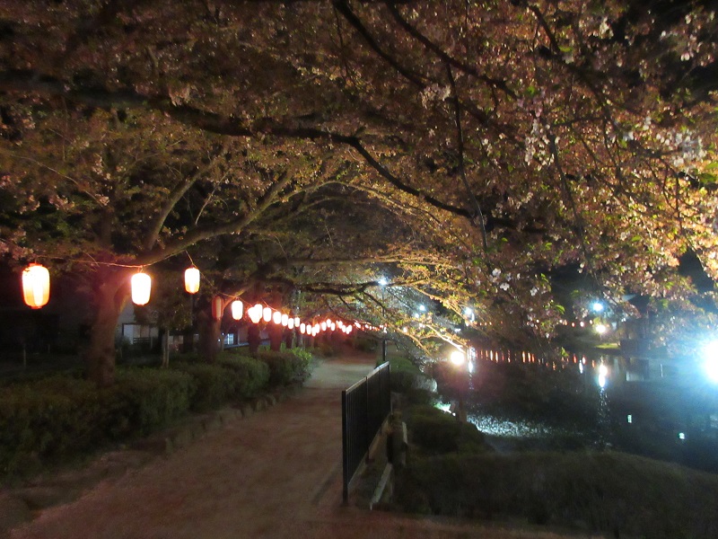 上沼公園の夜桜1