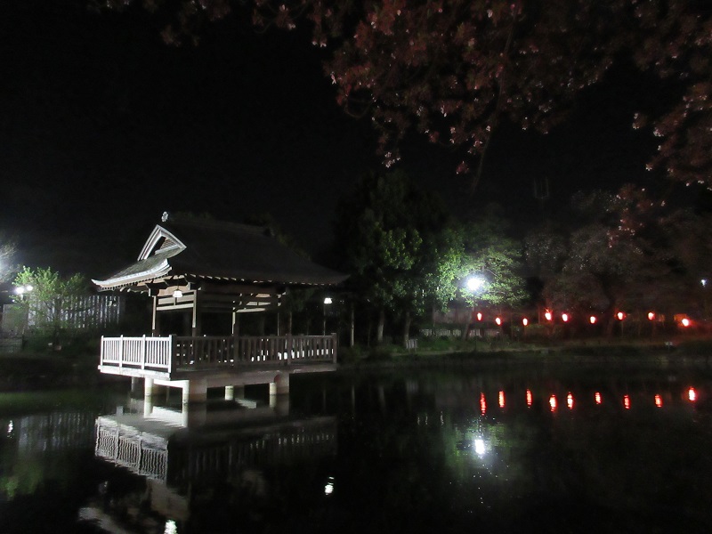 上沼公園の夜桜10