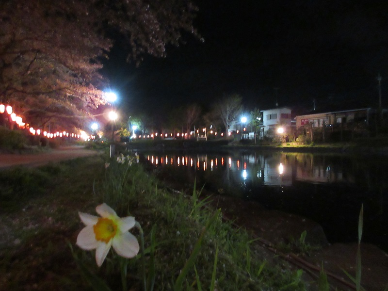 上沼公園の夜桜11