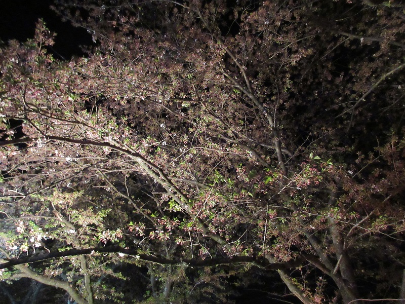 上沼公園の夜桜13