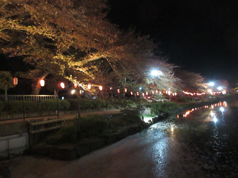 上沼公園の夜桜2