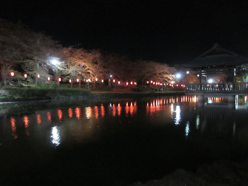 上沼公園の夜桜3