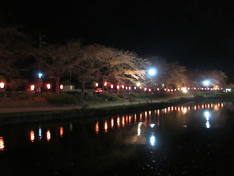 上沼公園の夜桜4