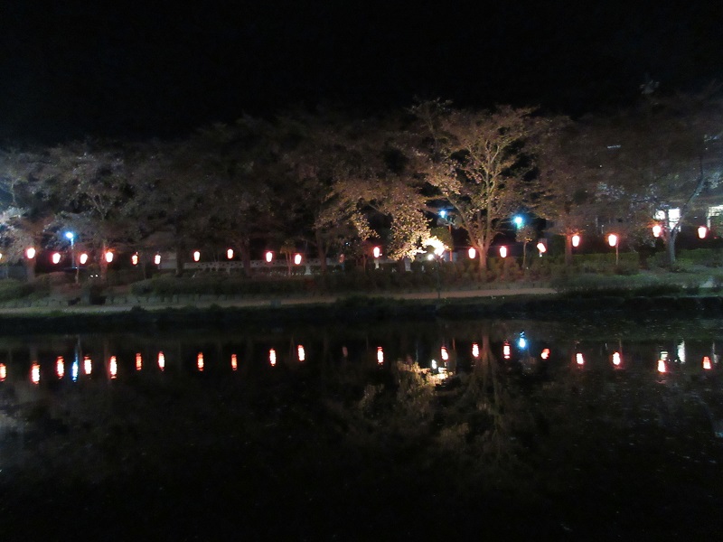 上沼公園の夜桜6