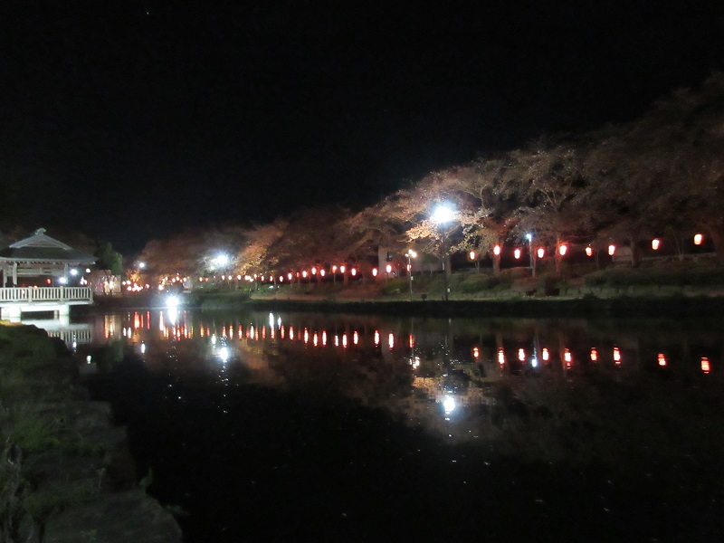 上沼公園の夜桜7