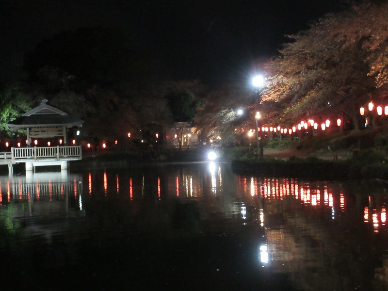 上沼公園の夜桜8