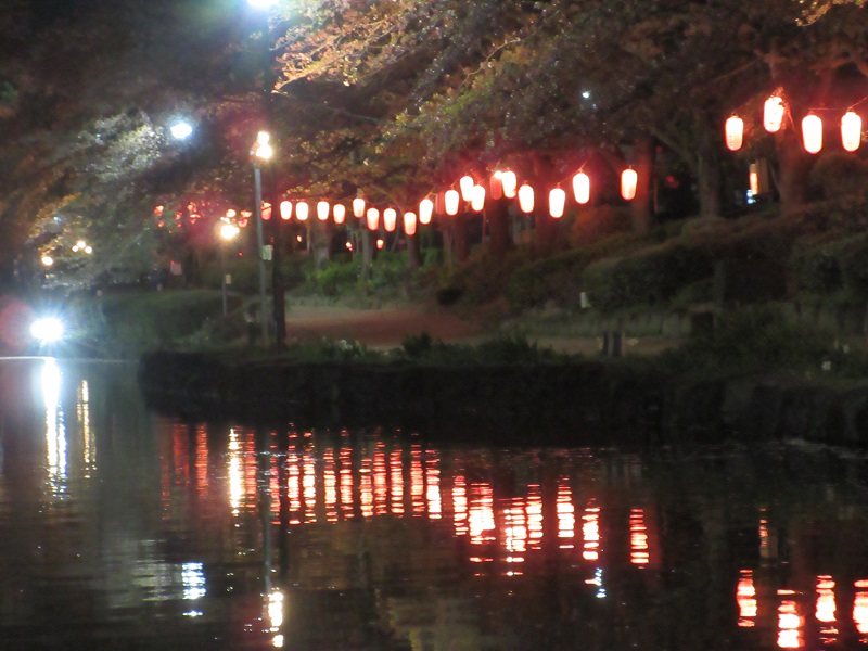 上沼公園の夜桜9