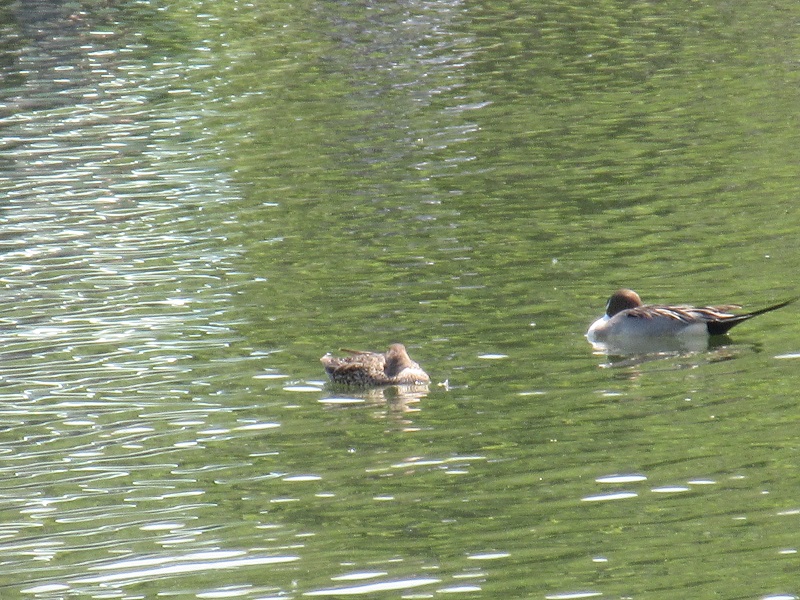 水城公園の池にいる鳥