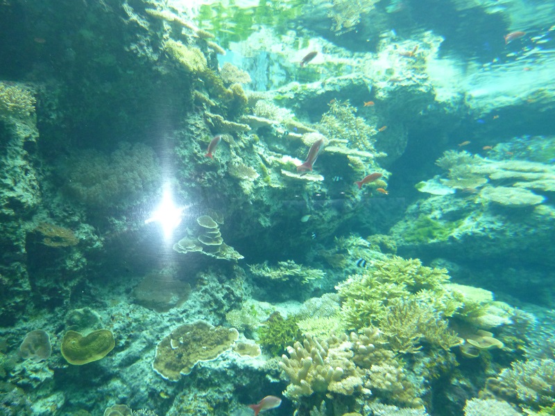 沖縄美ら海水族館の画像2