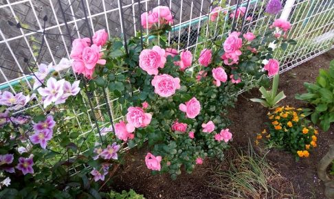 EastCafeの庭の花