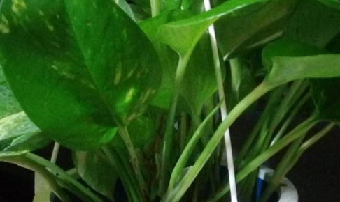 マミーマートで購入した植物