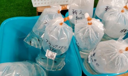 JA大里でメダカさんが売ってた
