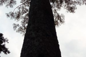 これが玉太岡神社の椋の木だ！