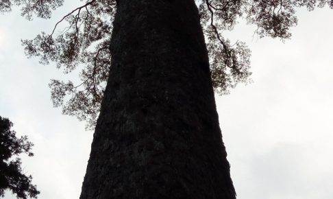 これが玉太岡神社の椋の木だ！