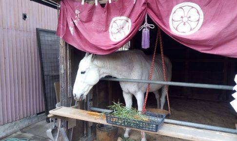 先頭を歩いていた馬