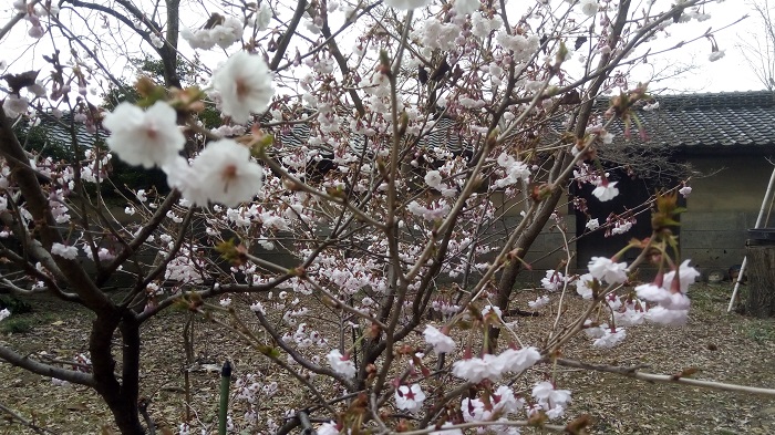 長島記念館の庭園にある熊谷桜をアップで撮影